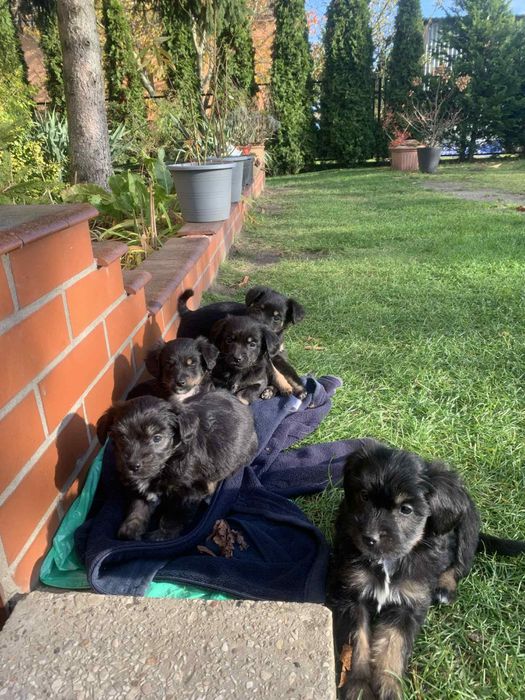 Oddam Śliczne pieski