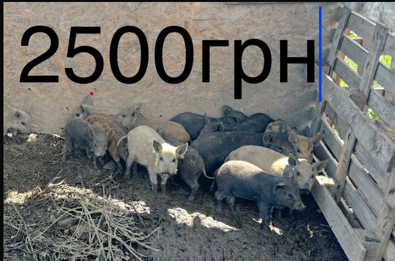 Поросята мангалиці