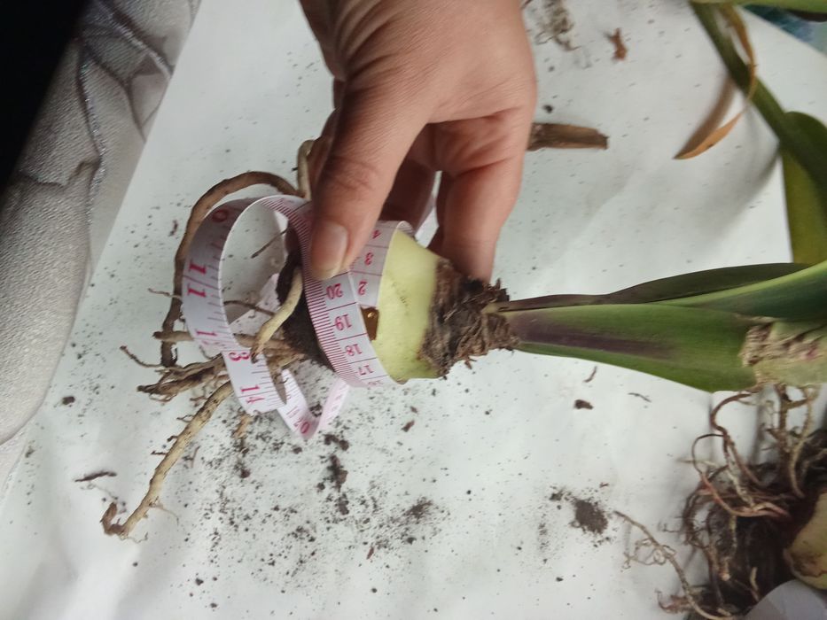 Кімнатні рослини (гіпеаструм, амариліс)