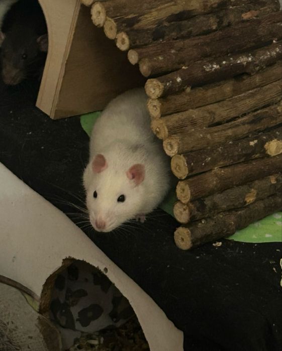 Oddam w dobre rece szczury z klatka