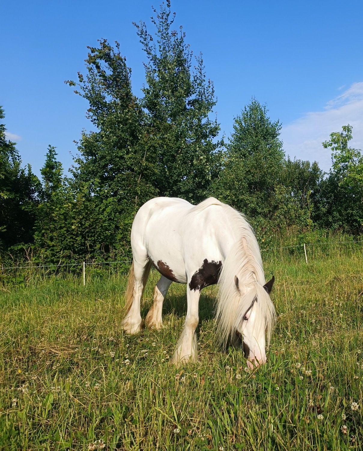 Klacz, 6 lat, w ciąży, Tinker Irish Cob