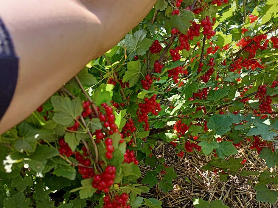 Смородина(червона,біла,чорна), ожина,  агрус, горіх велетень