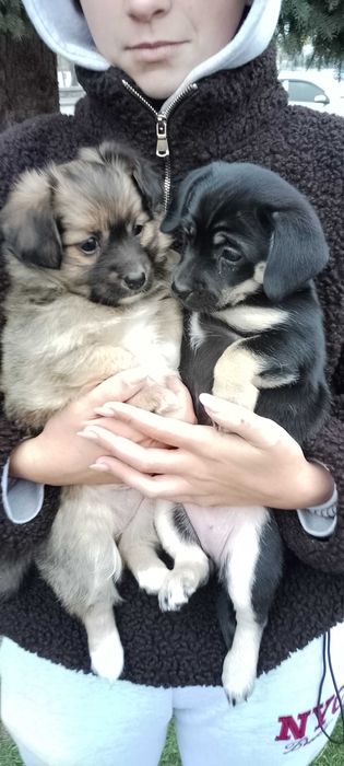 Малесенькі дівчата