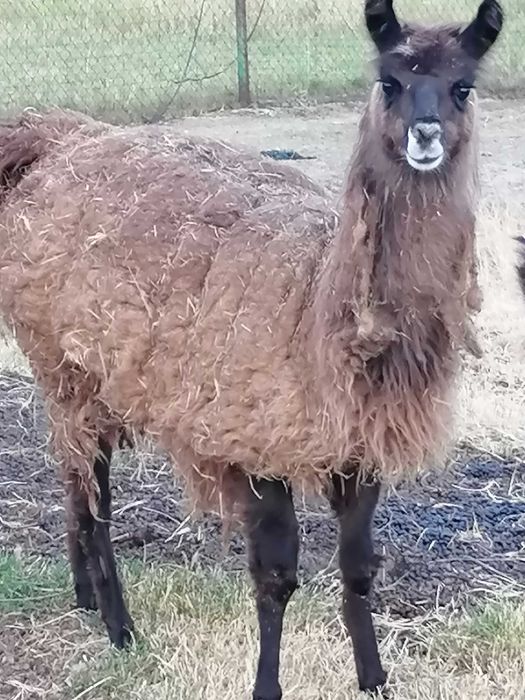 Lama samiec samica sprzedam