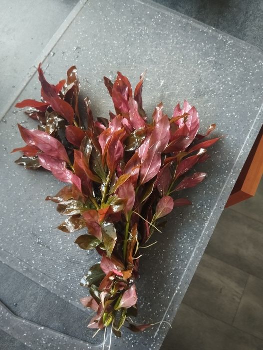 Людвигия рубин, срочно