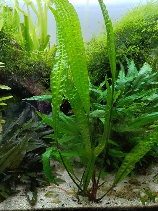 Rośliny Akwariowe i drobne zwierzątka