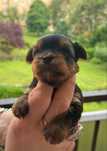Suczka Yorkshire Terrier
