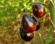 20 Sementes Tomate Pera Azul (blue keyes)