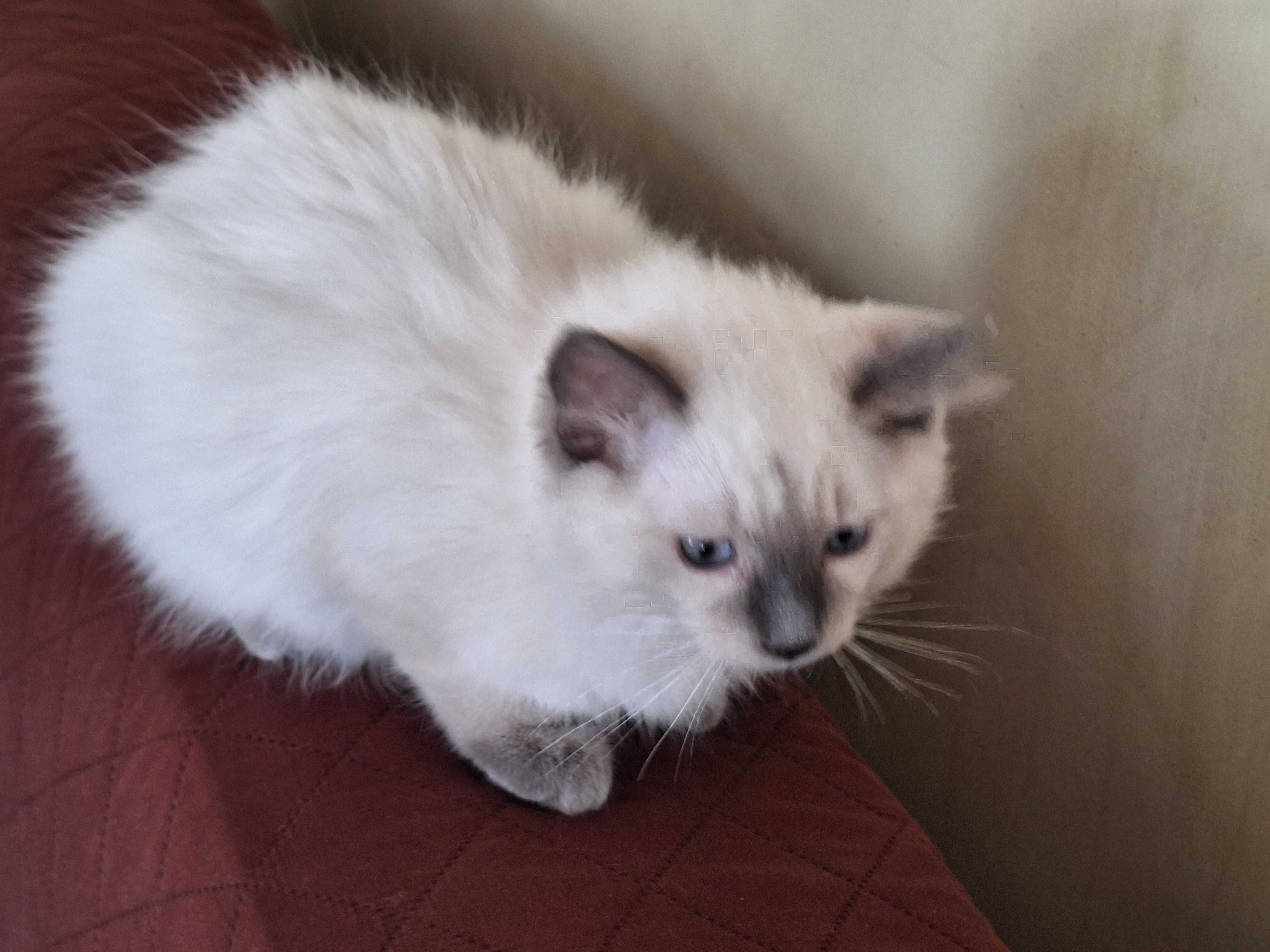 Kocurek rasy Ragdoll
