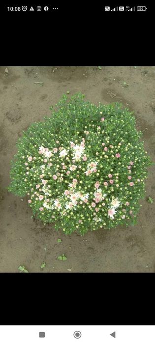 Кулькові шаровидні хризантеми