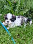 Shih tzu z rodowodem