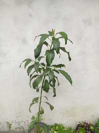 Planta abacateiro