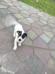 obroża z psa Jack Russell terrier 8tygodni