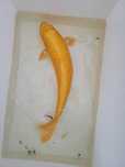 Carpas koi excelente genetica