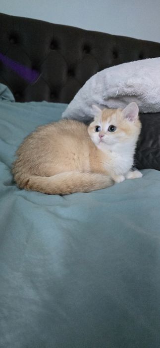 Британський хлопчик.