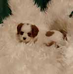 Cavalier King Charles Spaniel, chłopiec