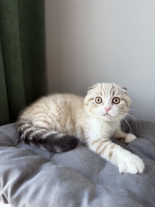 Котенок  веслоухий шотландец  ліловий тикированний поінт