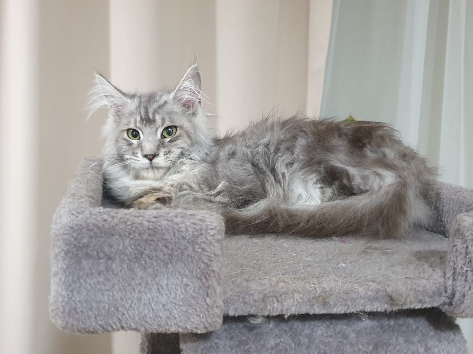 Maine coon fêmea  com Lop
