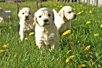 Golden Retriever . Rodowód Międzynarodowy FCI/ZKwP