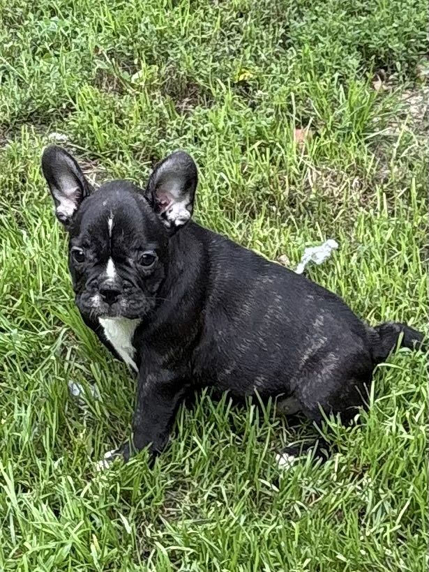 Buldog Francuski.  szczeniak