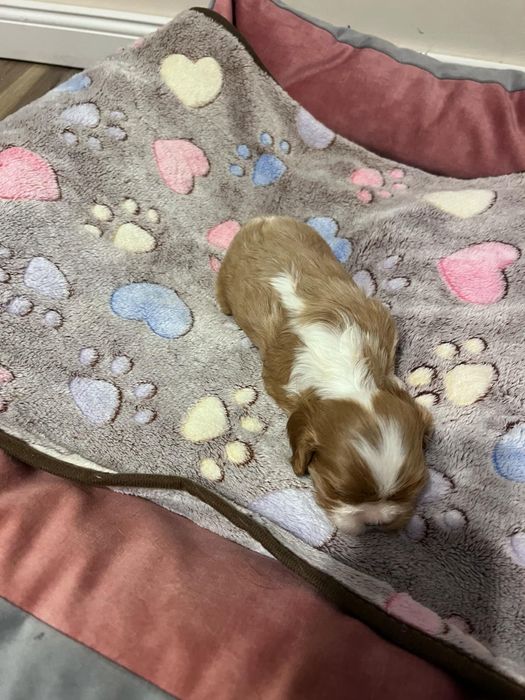 Cavalier King Charles Spaniel Zkwp FCIsuczka