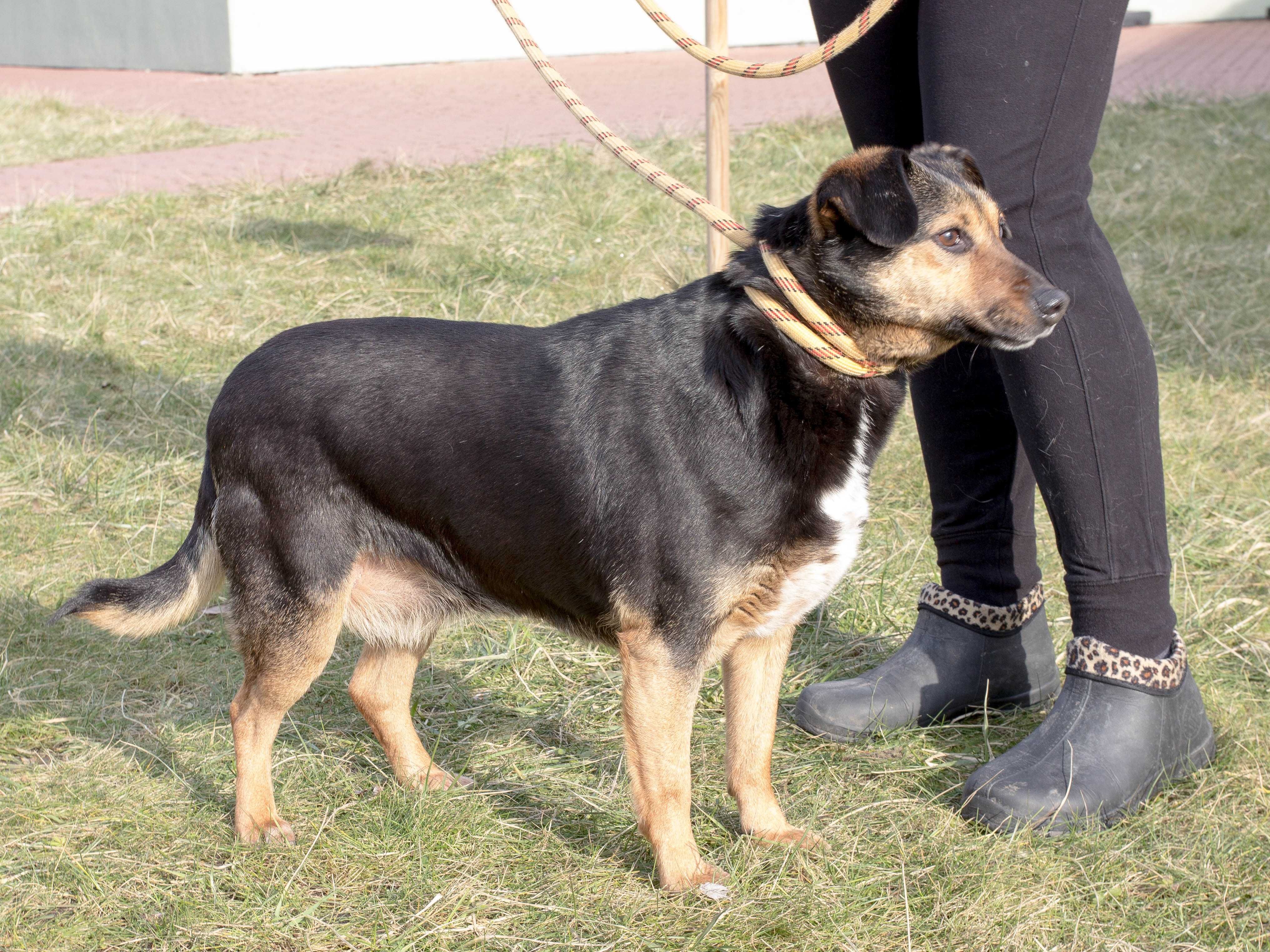 Kajla - przekochany pieszczoch; dla rodziny z innym psem