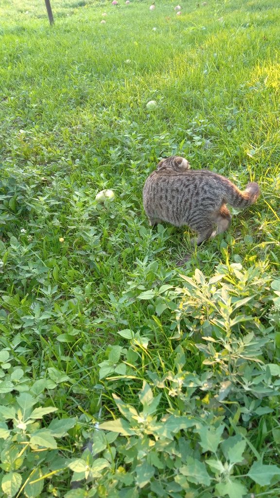 Котята британці продам