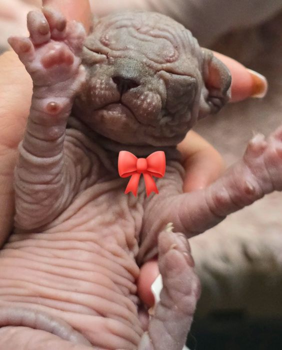 Cudowny kociak Sfinks Kanadyjski Sphynx