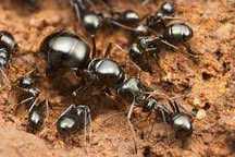 OKAZJA!!! Formica Fusca 2Q + 20w