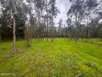 Eucaliptal - Monte - Para VENDA - Calvão