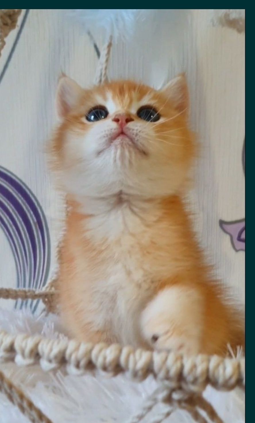 Золотий британський шиншила