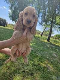 Suczka Cocker spaniel ruda