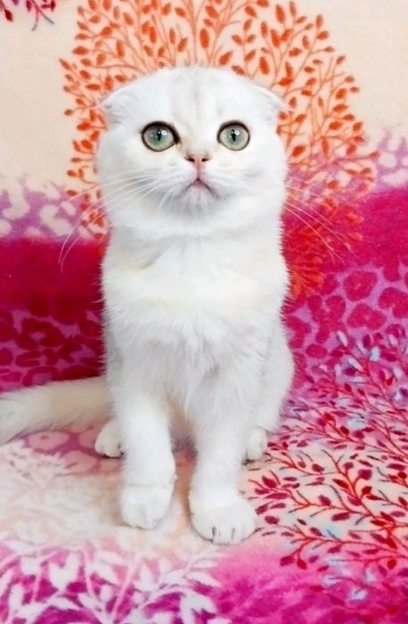 Шикарная малышка, ооочень ласковая и умненькая вислоушка