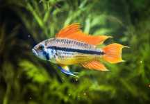 Pielęgniczka Kakadu Orange, Apistogramma cacatuoides