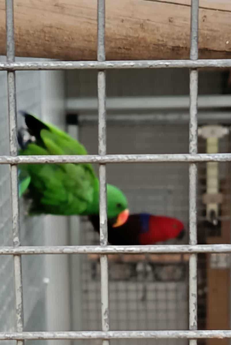 Papagaio Ecletus - Vários casais e machos soltos