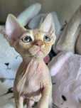 Cudowny kocurek Devon rex