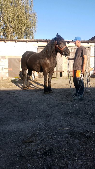 Klacz zimnokrwista 2 lata kara