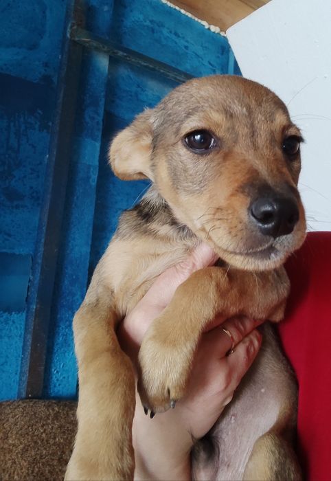 Віддам цуценят в добрі руки