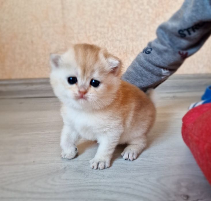 Розплідник Luxio Family пропонує дівчинку золоту шиншилу