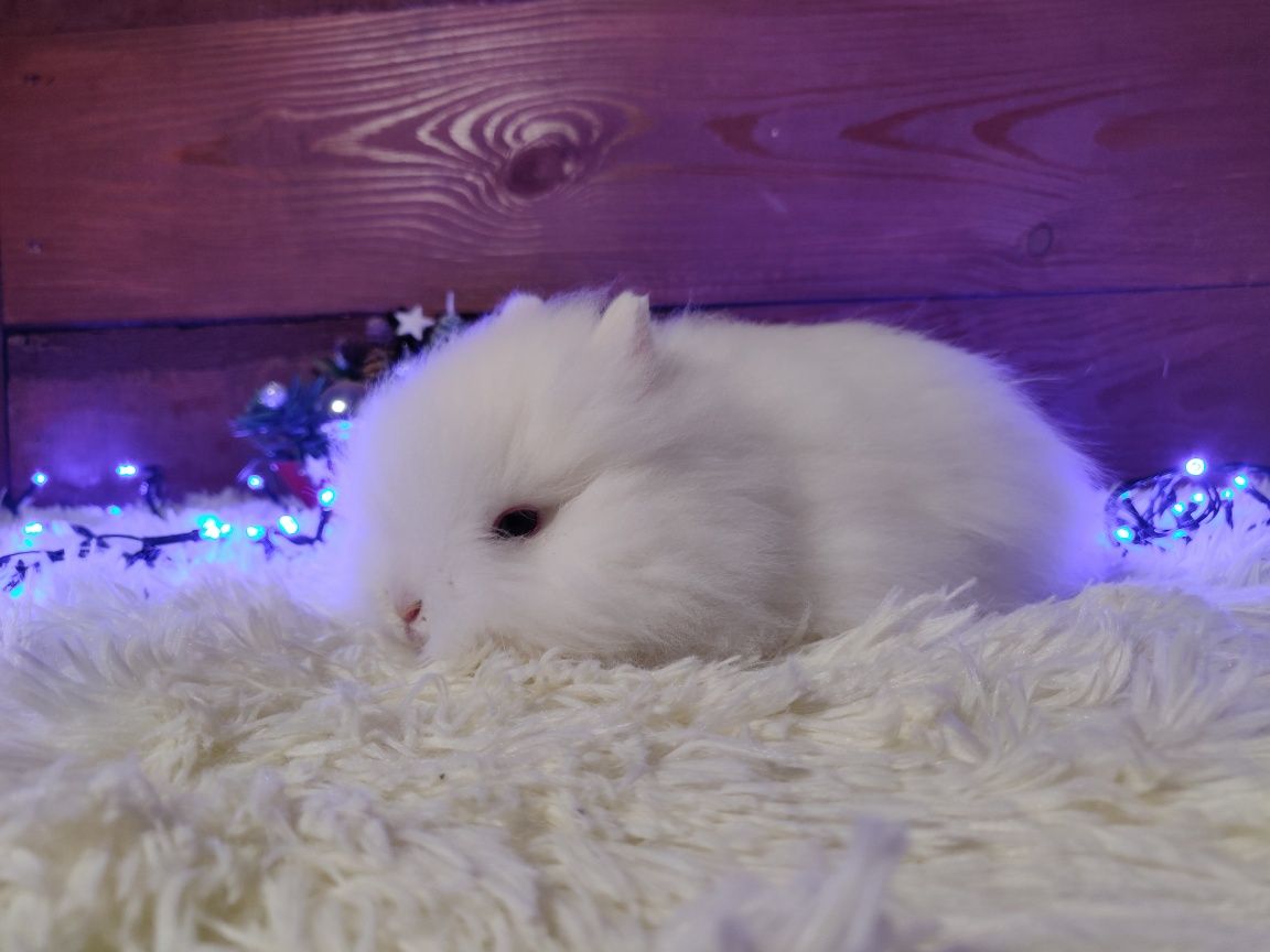 Króliczki Karzełki Teddy. Urocze maluszki do rezerwacji.