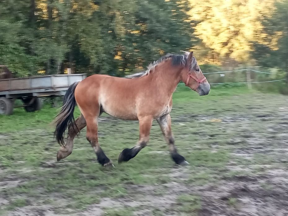 Sprzedam konie zimnokrwiste