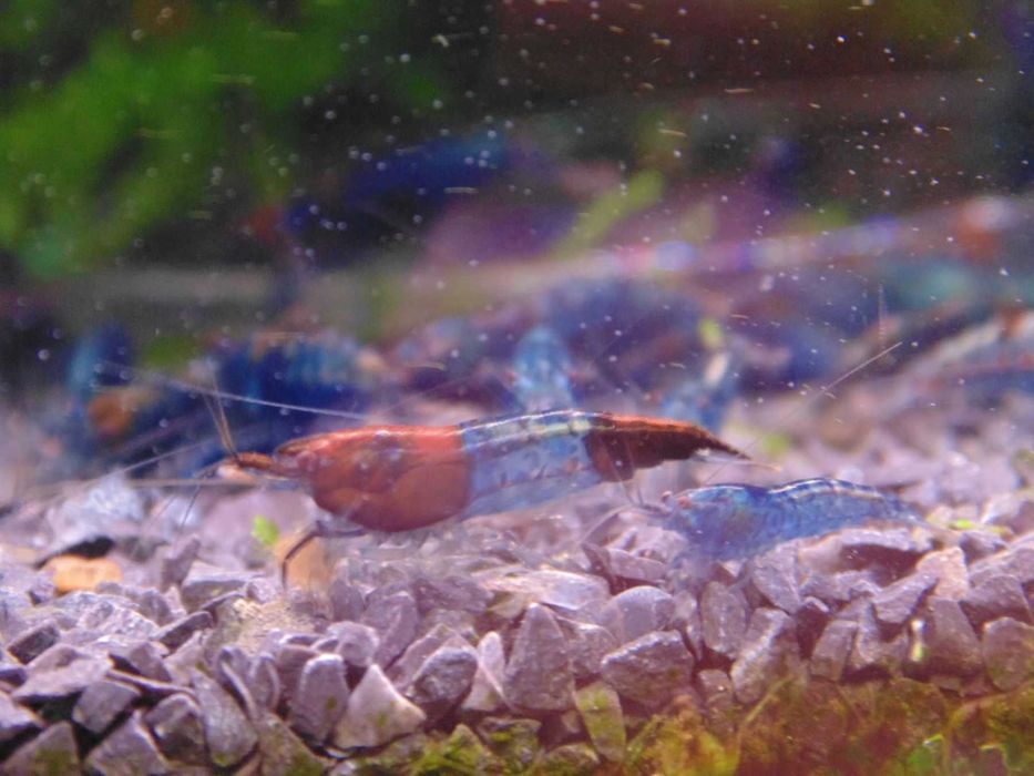 Krewetki Neocaridina Blue