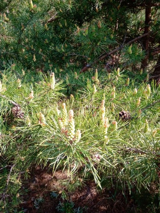 Пыльца сосны с мёдом