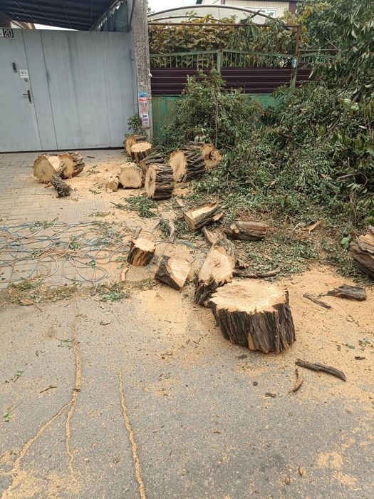 Продам дрова разных пород