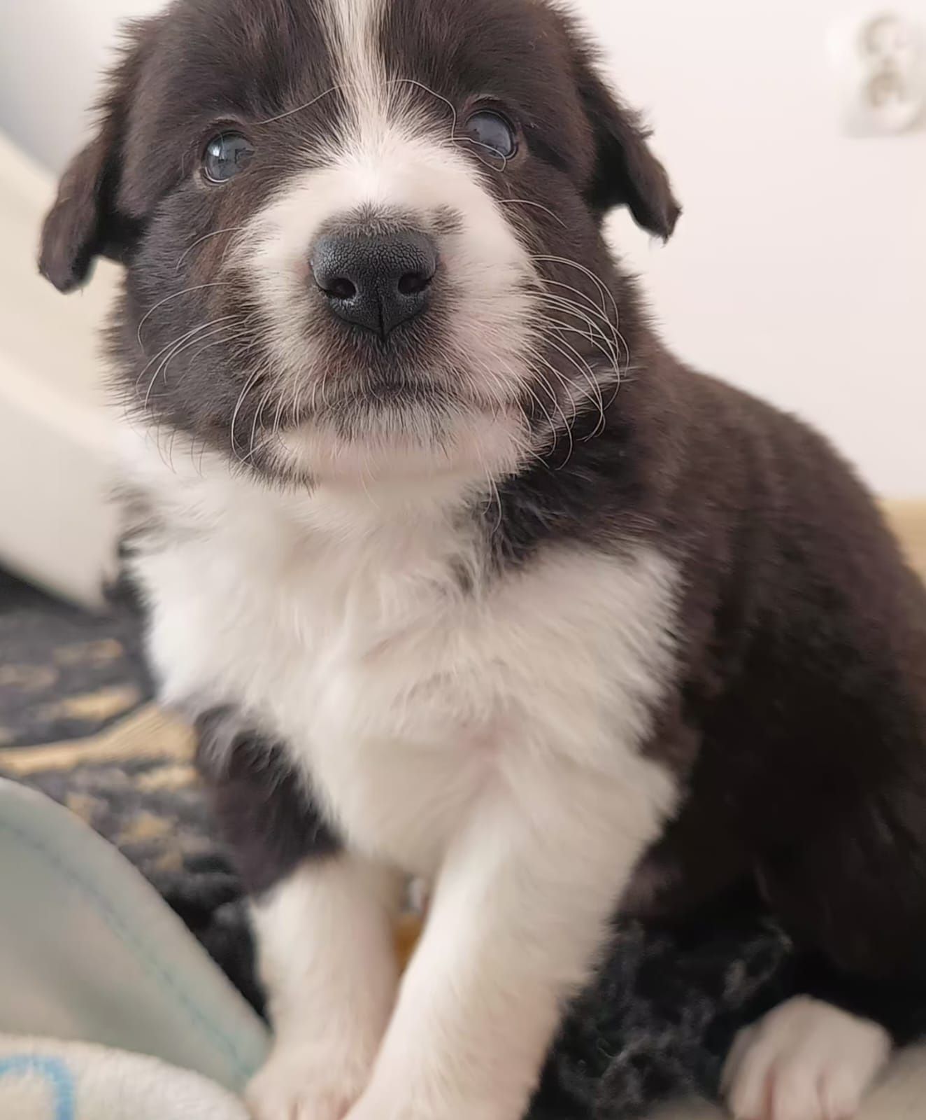 Border Collie szczenię ZKwP / FCI rodowodowe