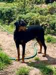 Doberman suka 3,5 roku oddam