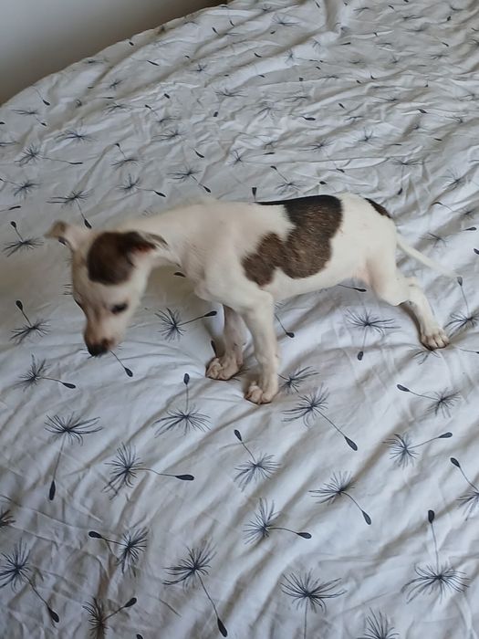 Chart Angielski Whippet śliczna suczka