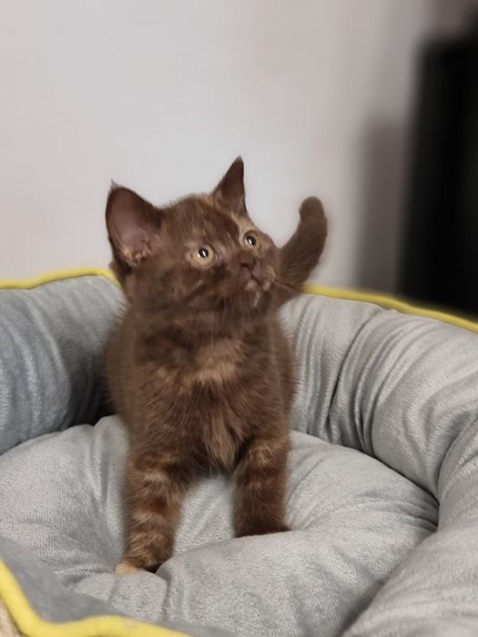 Kotka brytyjska szynkretka