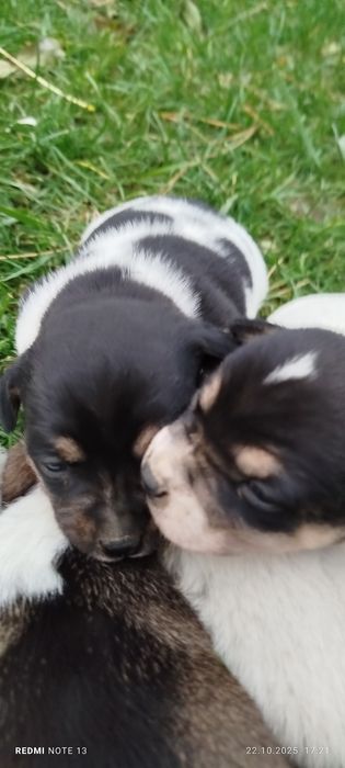 Do oddania szczeniaki