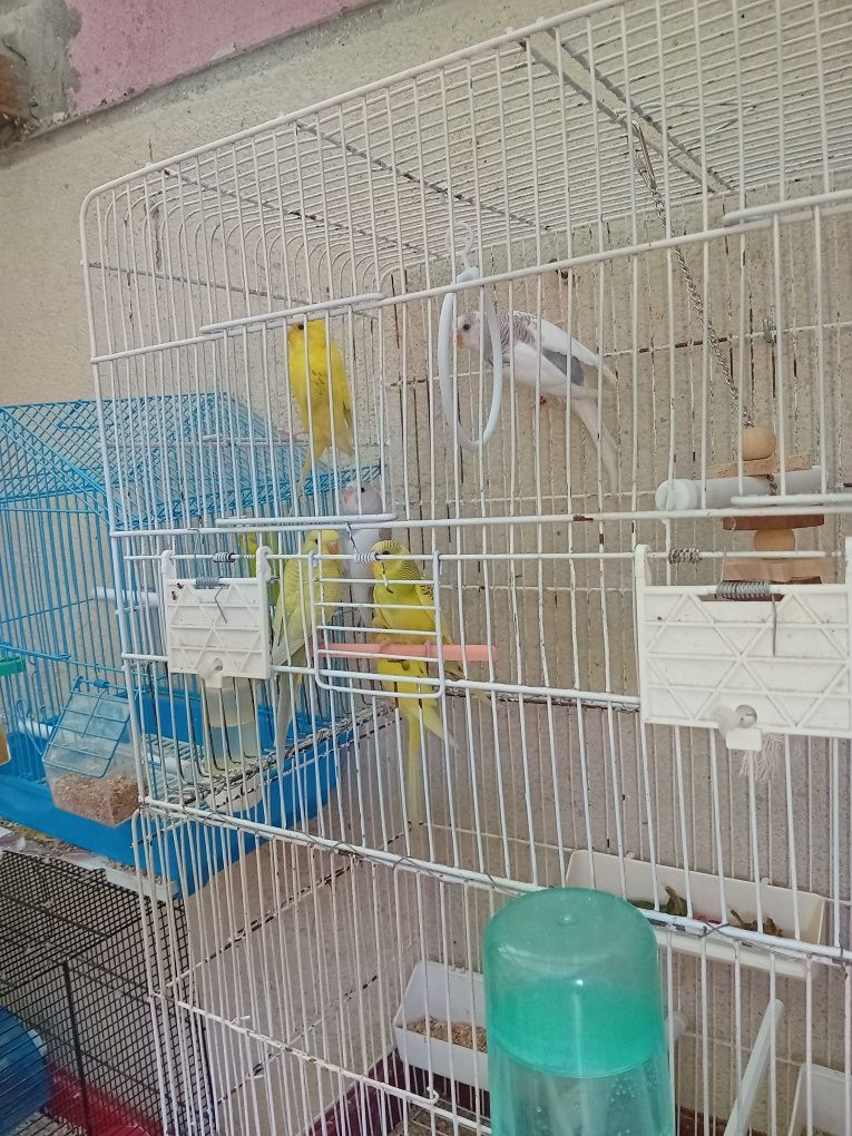 Vendo piriquitos